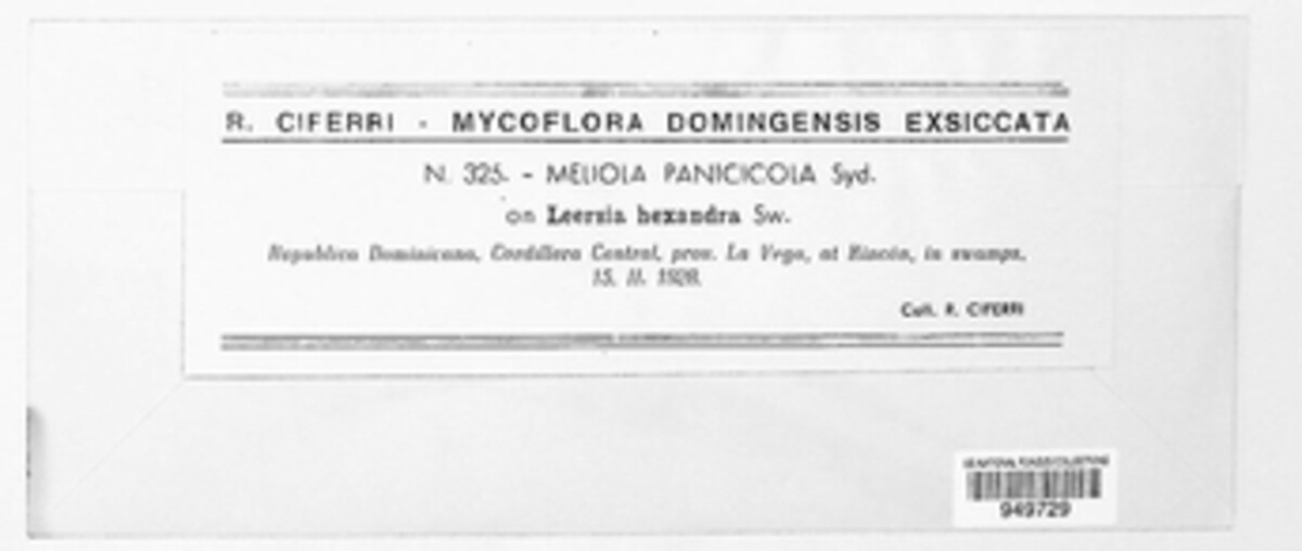 Meliola panicicola image